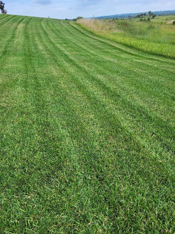 Tercero Mowing cervices llc - Image 1