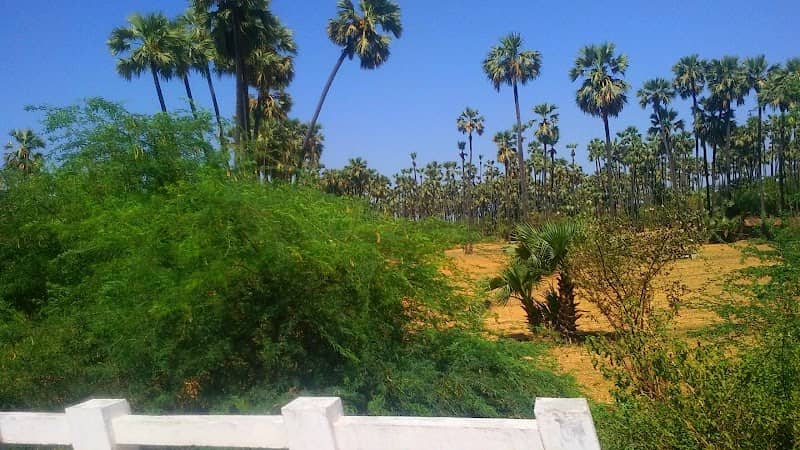Palm Avenue - Image 1