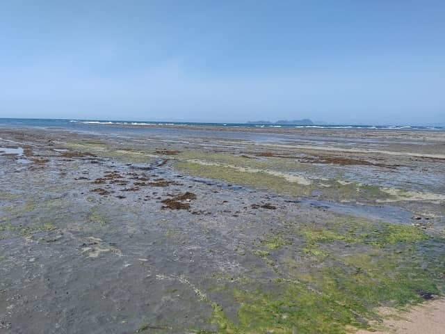 Senjojiki - Image 1
