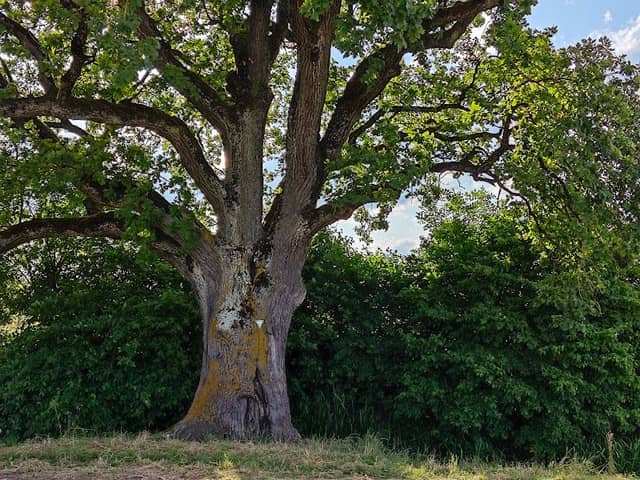 Naturdenkmal Alter Baum - Image 1