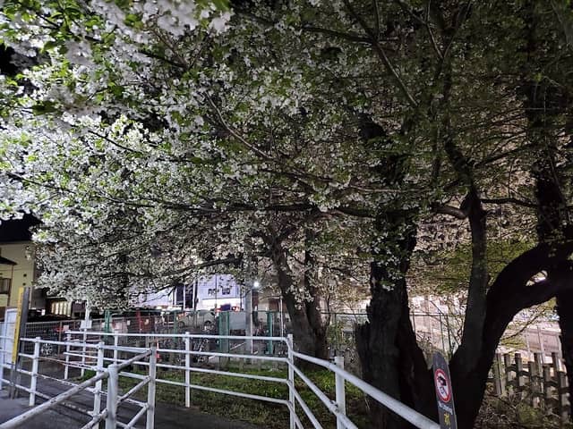 六実駅の桜 - Image 1