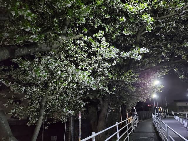 六実駅の桜 - Image 2