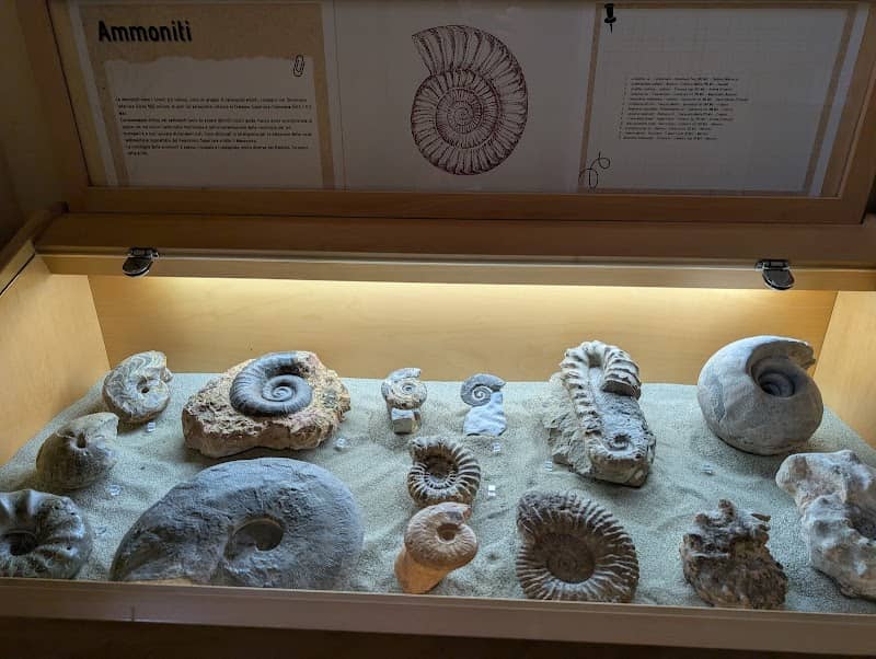 Museo Malacologico Malakos - Image 3