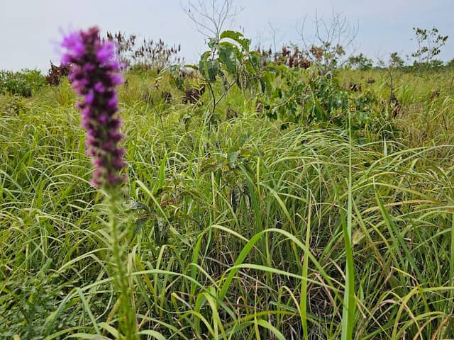 Flanagan Prairie Natural Area - Image 2
