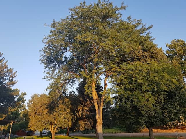 Marsing City Park - Image 1