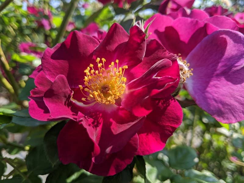 Seattle Rose Society Celebration Garden - Image 1
