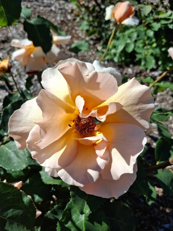 Seattle Rose Society Celebration Garden - Image 2