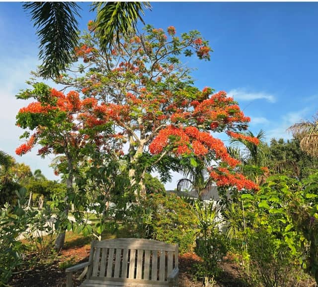 Calusa Park Butterfly Garden - Image 2