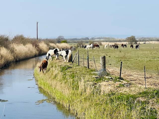The Brooks Local Nature Reserve - Image 2