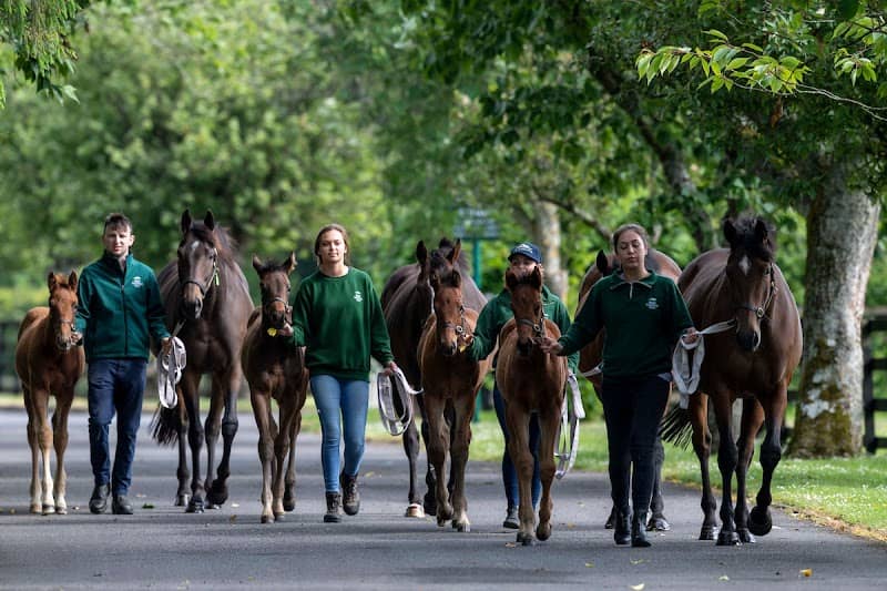 Irish National Stud & Gardens - Image 3