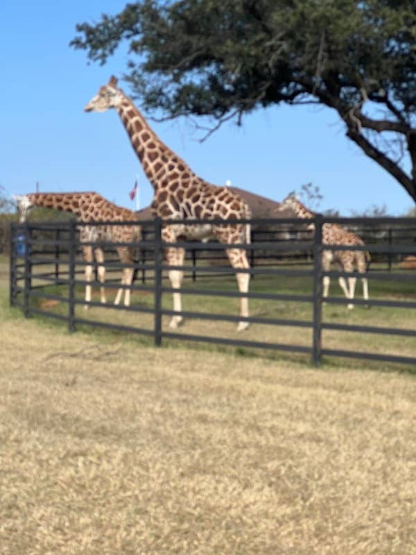 Saddlerock Vineyards & Safari - Image 2