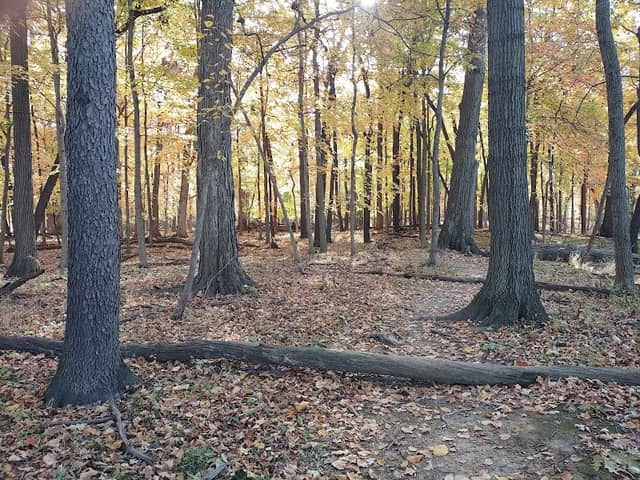 Wayside Woods - Image 1