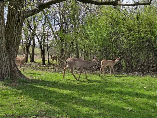 Wayside Woods - Image 2