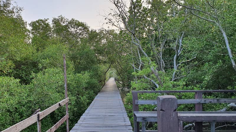 Laem Phak Bia Mangrove Forests - Image 1