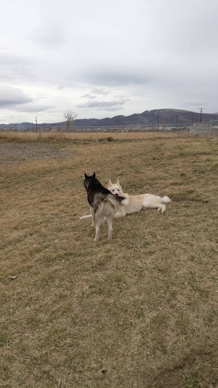 PAW-sitive Play Dog Park - Image 1