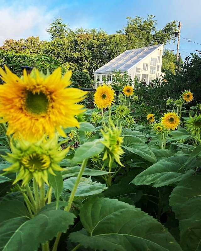 Main Street Community Garden - Image 2