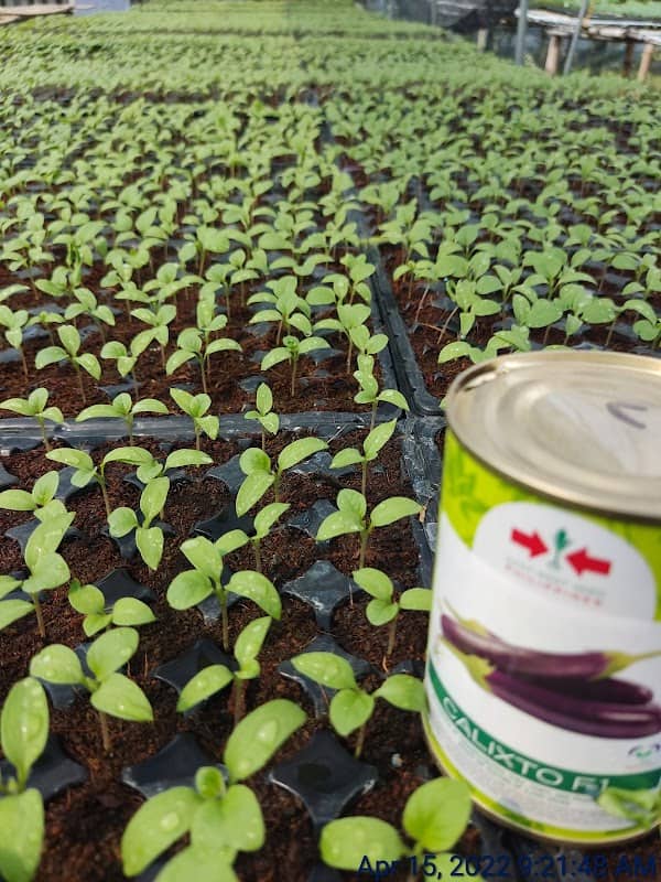Cornerhouse Seedlings - Image 1