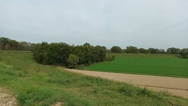Boschetto nel Parco del Mincio - Image 1