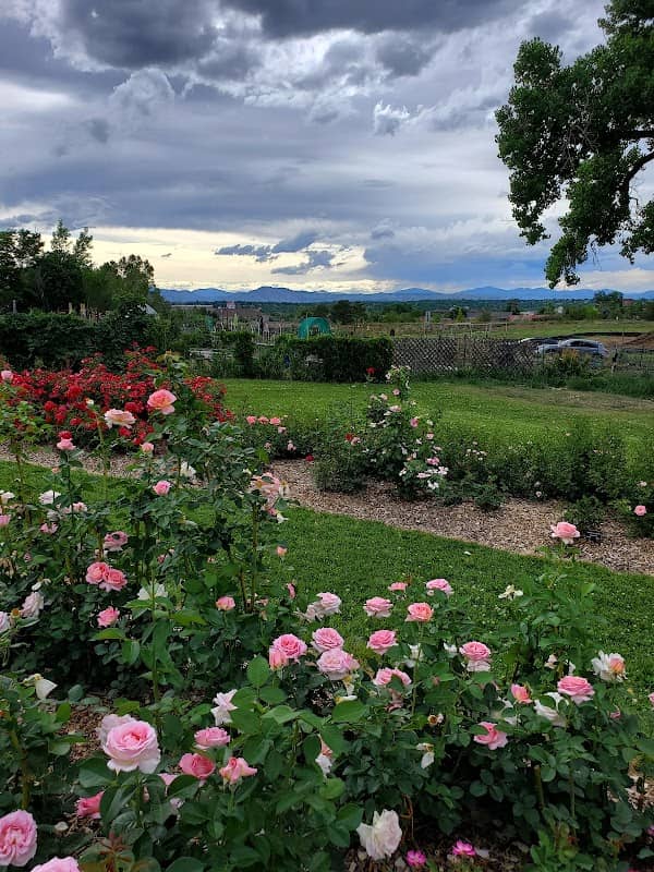 War Memorial Rose Garden - Image 2