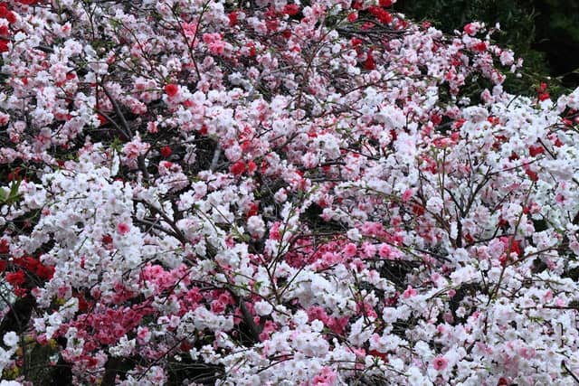 Weeping Peach Blossoms of Kaminaka - Image 2