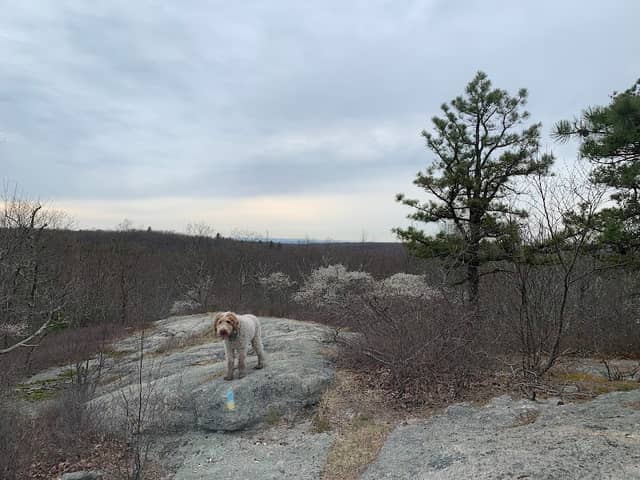 Bear Hill - Image 2