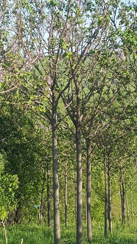 Copaci Paulownia - Image 1