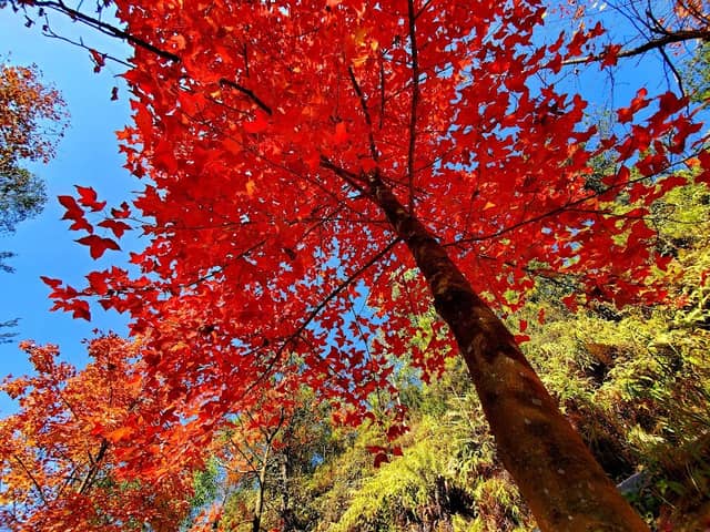 Tai Lam Country Park - Image 2