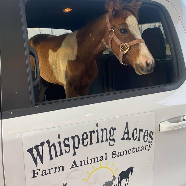 Whispering Acres Farm Animal Sanctuary - Image 1