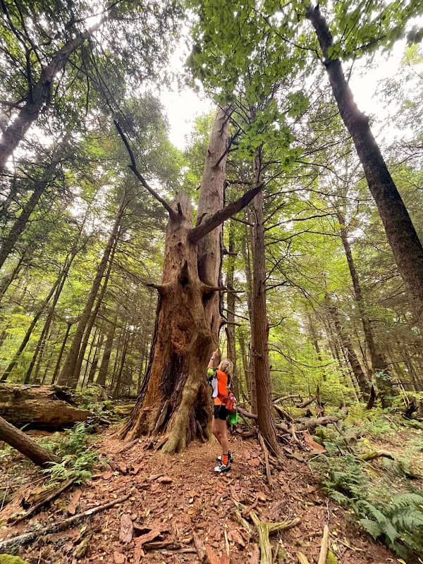 Bullard Woods - Image 2