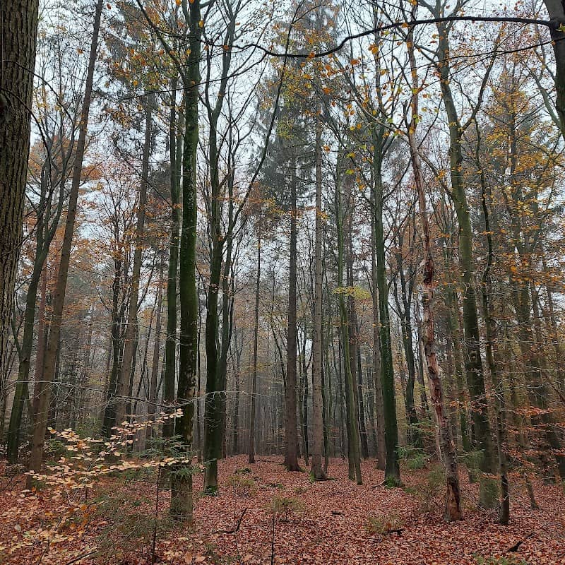 Wittmunder Wald - Image 2