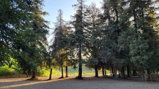 Redwood Grove - Image 2