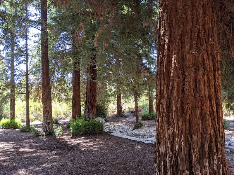 Redwood Grove - Image 3