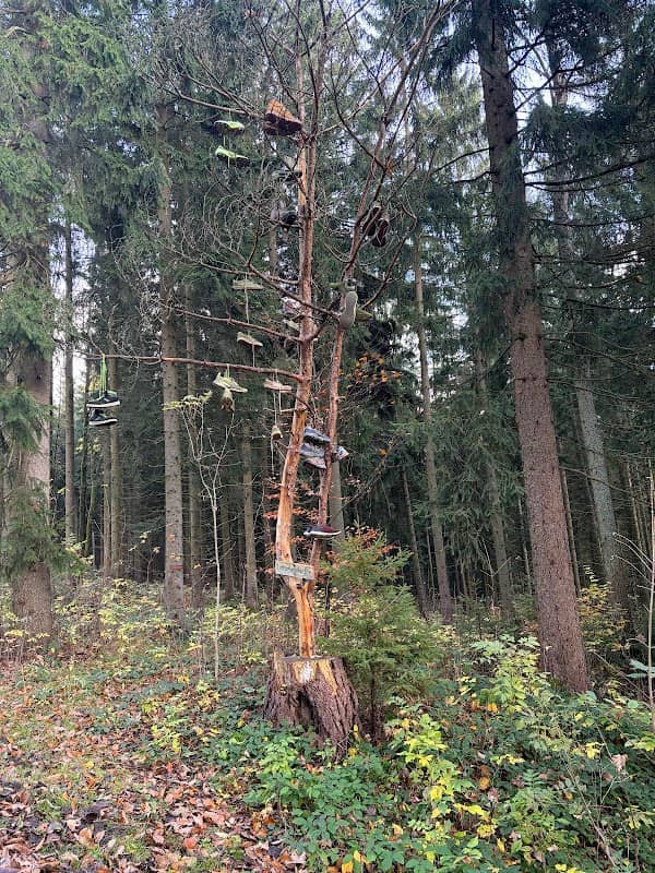 Vogtländische Latschenkiefer - Image 1