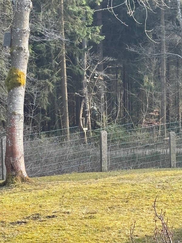 Vogtländische Latschenkiefer - Image 2