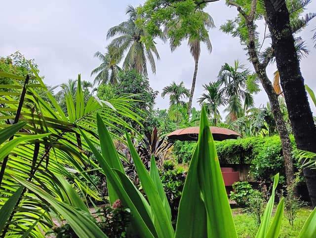 Dhupchaya (ধুপছায়া) - Image 2