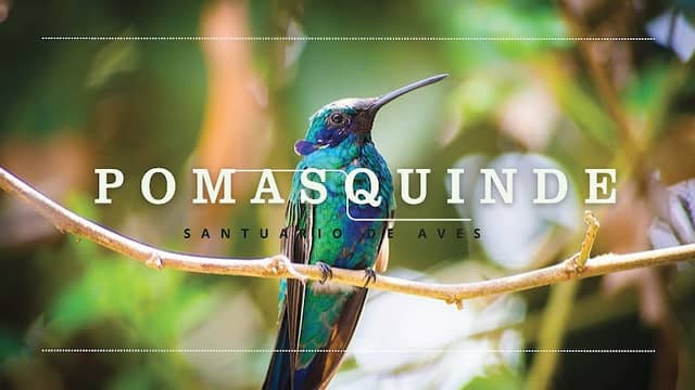 PomasQuinde - Image 1