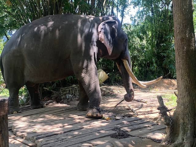 Elephant Stable ( ඇත් ගාල) - Image 1