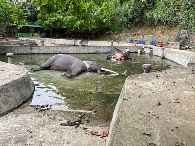 Elephant Stable ( ඇත් ගාල) - Image 2