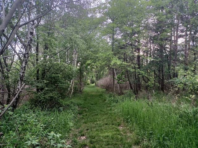 Pine Tree Trail - Image 1