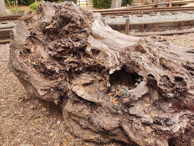 Tree Log - Image 1