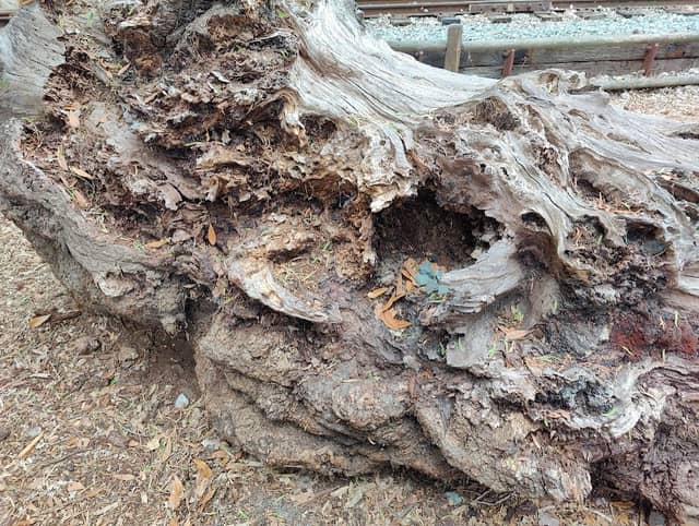 Tree Log - Image 3