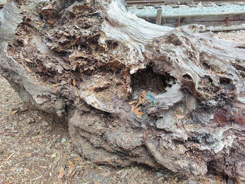 Tree Log - Image 3