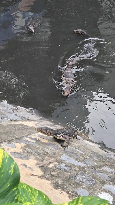 Water Monitor Point - Image 2