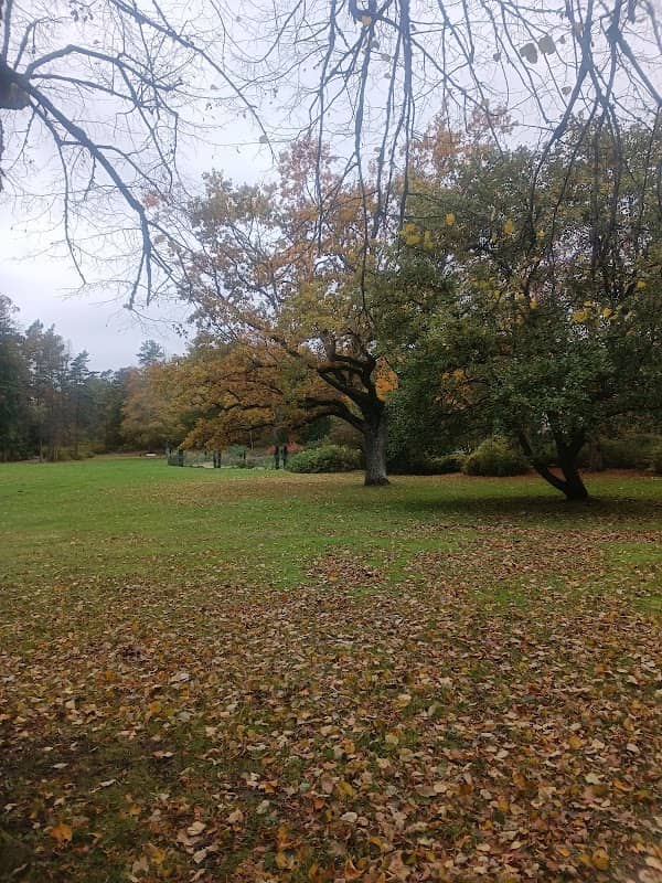 Ąžuolas - Image 1