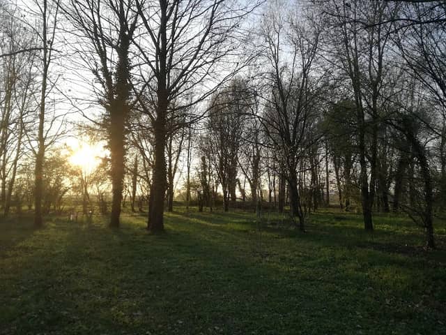 Bosco Spino - Image 1