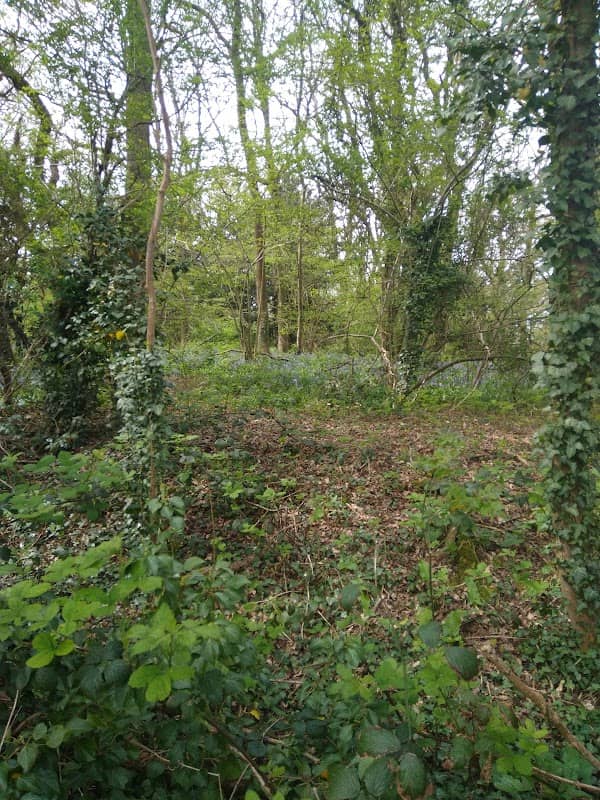Gregorny Sanctuary - Image 2