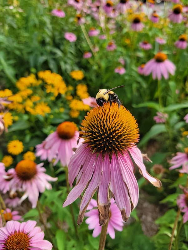 Rogers Butterfly Garden - Image 3