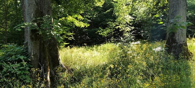 Lindenallee - Image 1