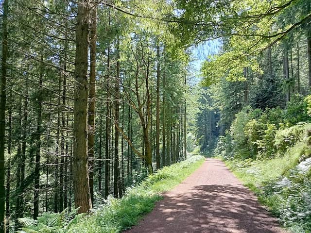 Ramscombe Great Wood - Image 2