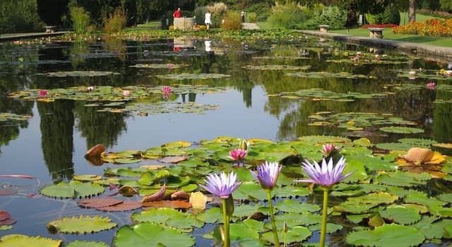 Giardini Acquatici - Image 2